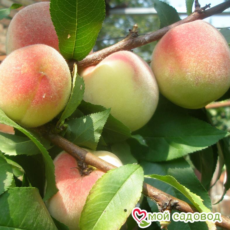 Персик Белый лебедь (-30°)