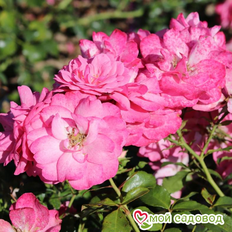 Роза Мирато