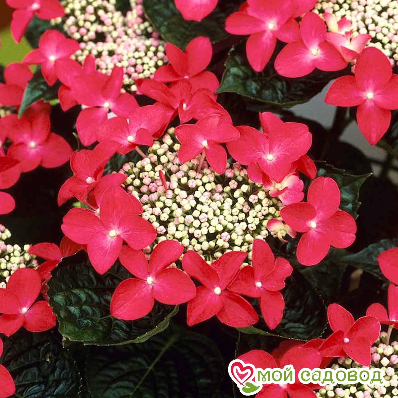 Гортензия крупнолистная Ротшванц ЗКС