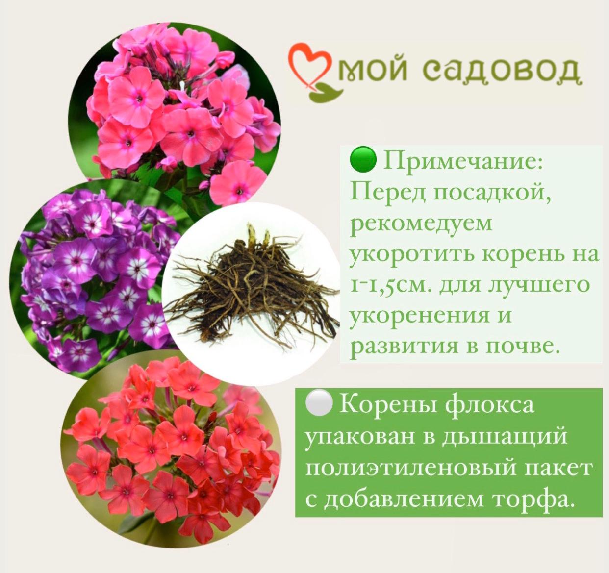 Флокс Старый Замок