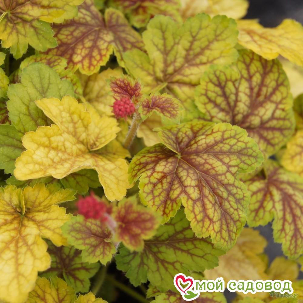 Гейхера Ренуар