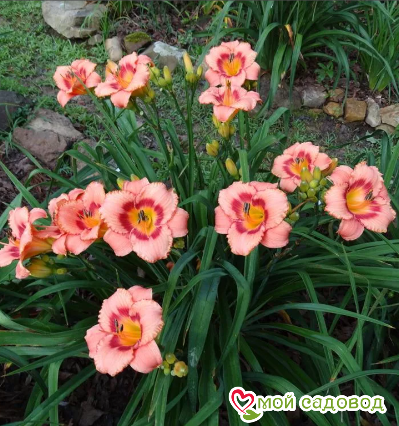 ЛИЛЕЙНИК СТРОБЕРРИ КЭНДИ